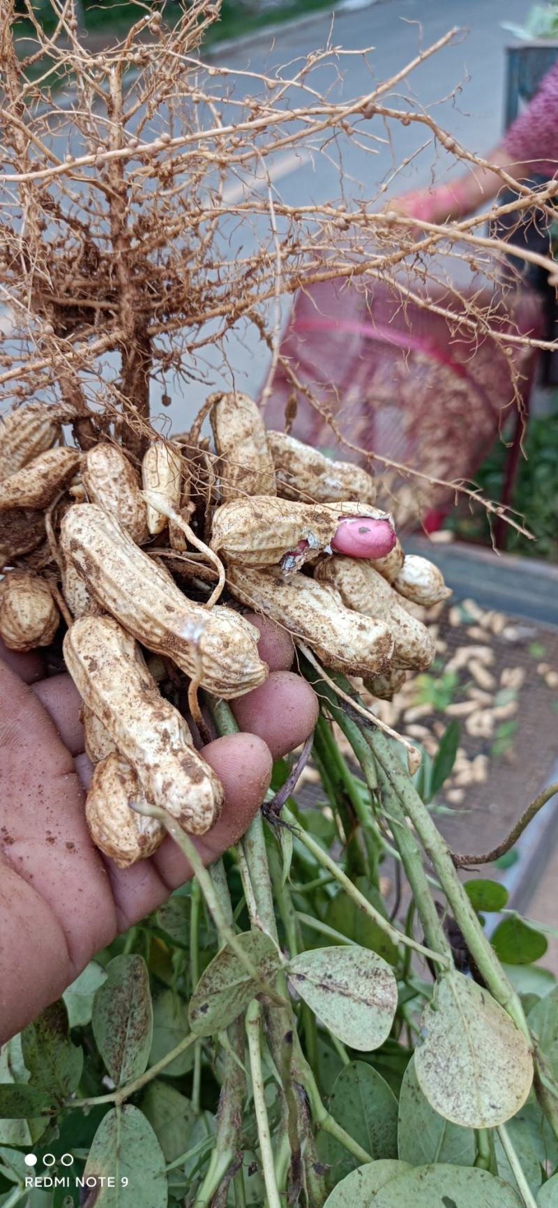 鲜花生大量上市价格便宜，许要的速度