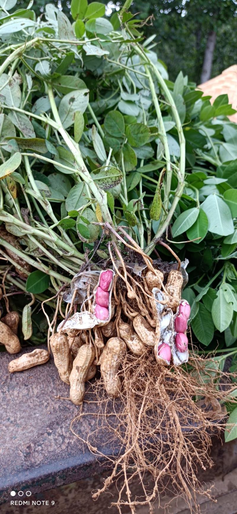 鲜花生大量上市价格便宜，许要的速度