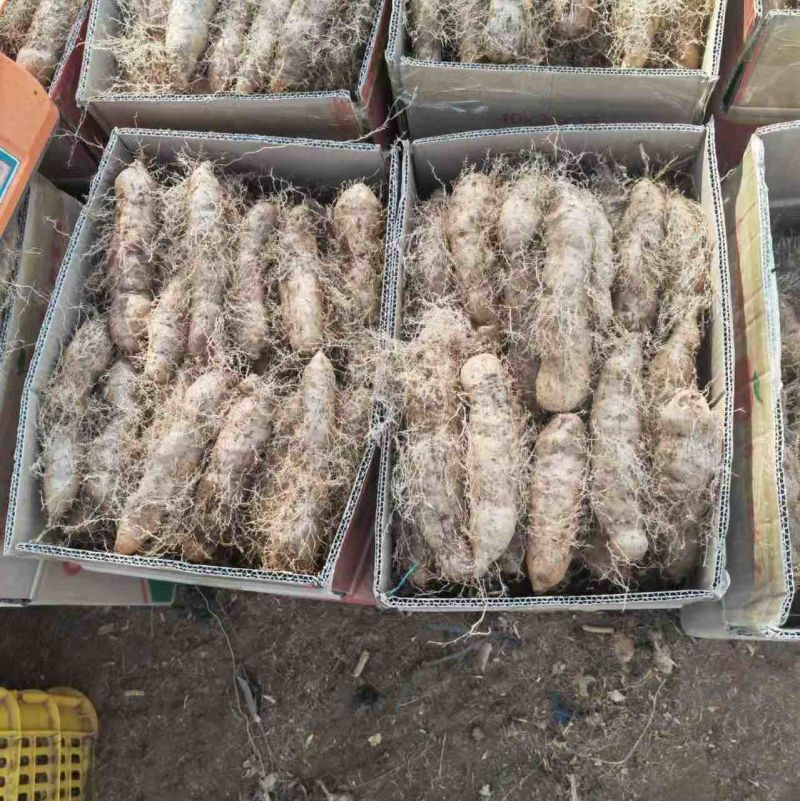 精品毛薯一手货源产地直发量大从优可远程看货