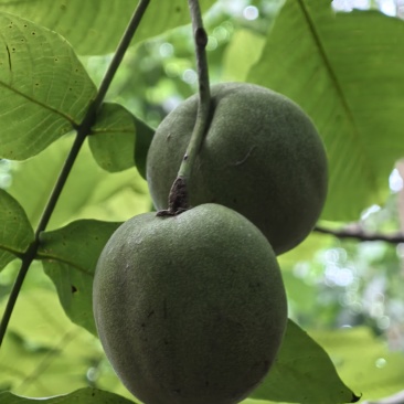 文玩核桃青皮文玩核桃开盲盒尺寸大果型好欢迎选购量大从优