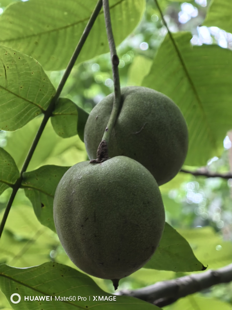 文玩核桃青皮文玩核桃开盲盒尺寸大果型好欢迎选购量大从优