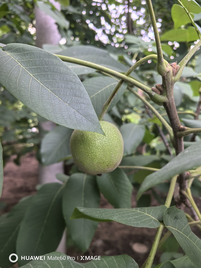 文玩核桃青皮文玩核桃开盲盒尺寸大果型好欢迎选购量大从优