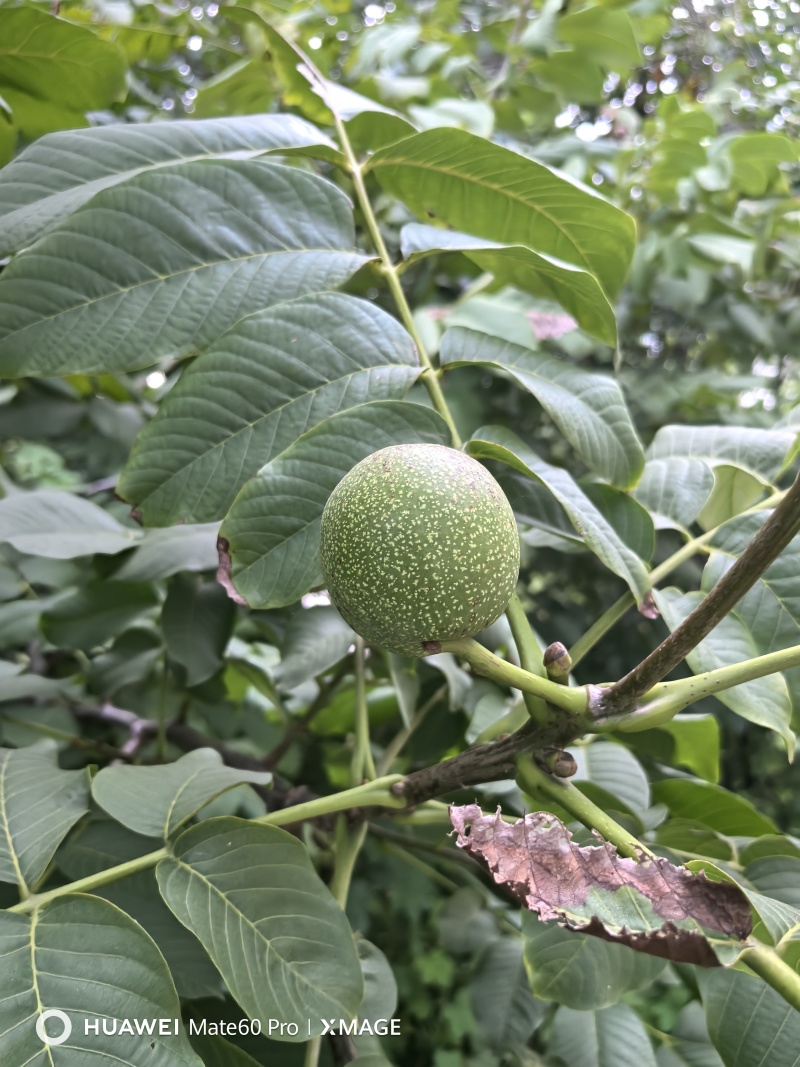 文玩核桃青皮文玩核桃开盲盒尺寸大果型好欢迎选购量大从优