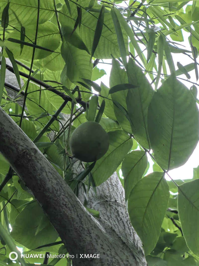文玩核桃青皮文玩核桃开盲盒尺寸大果型好欢迎选购量大从优