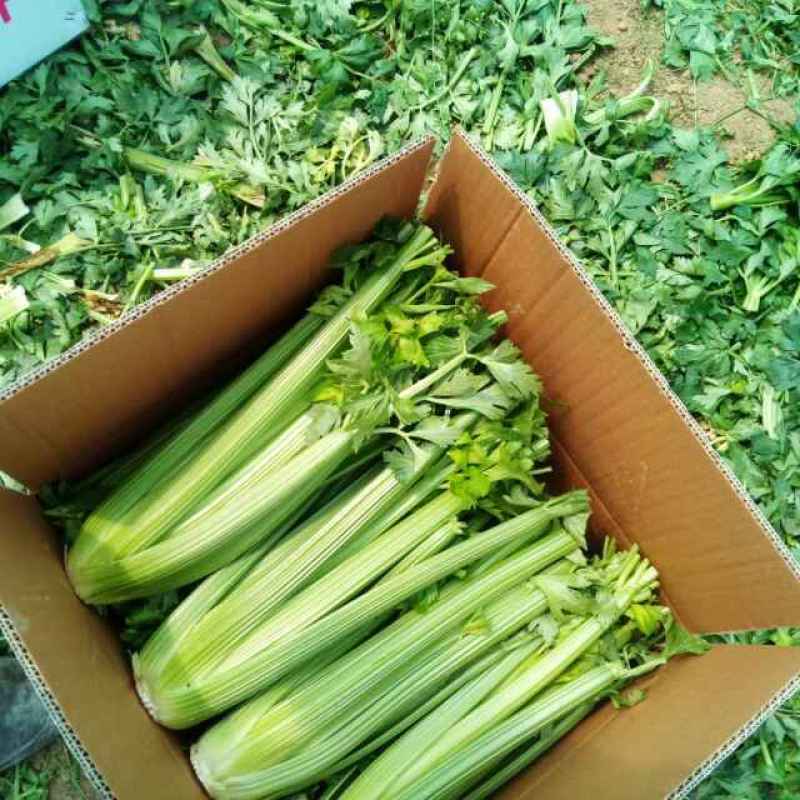 优质芹菜大菜小菜精品菜，保质保量