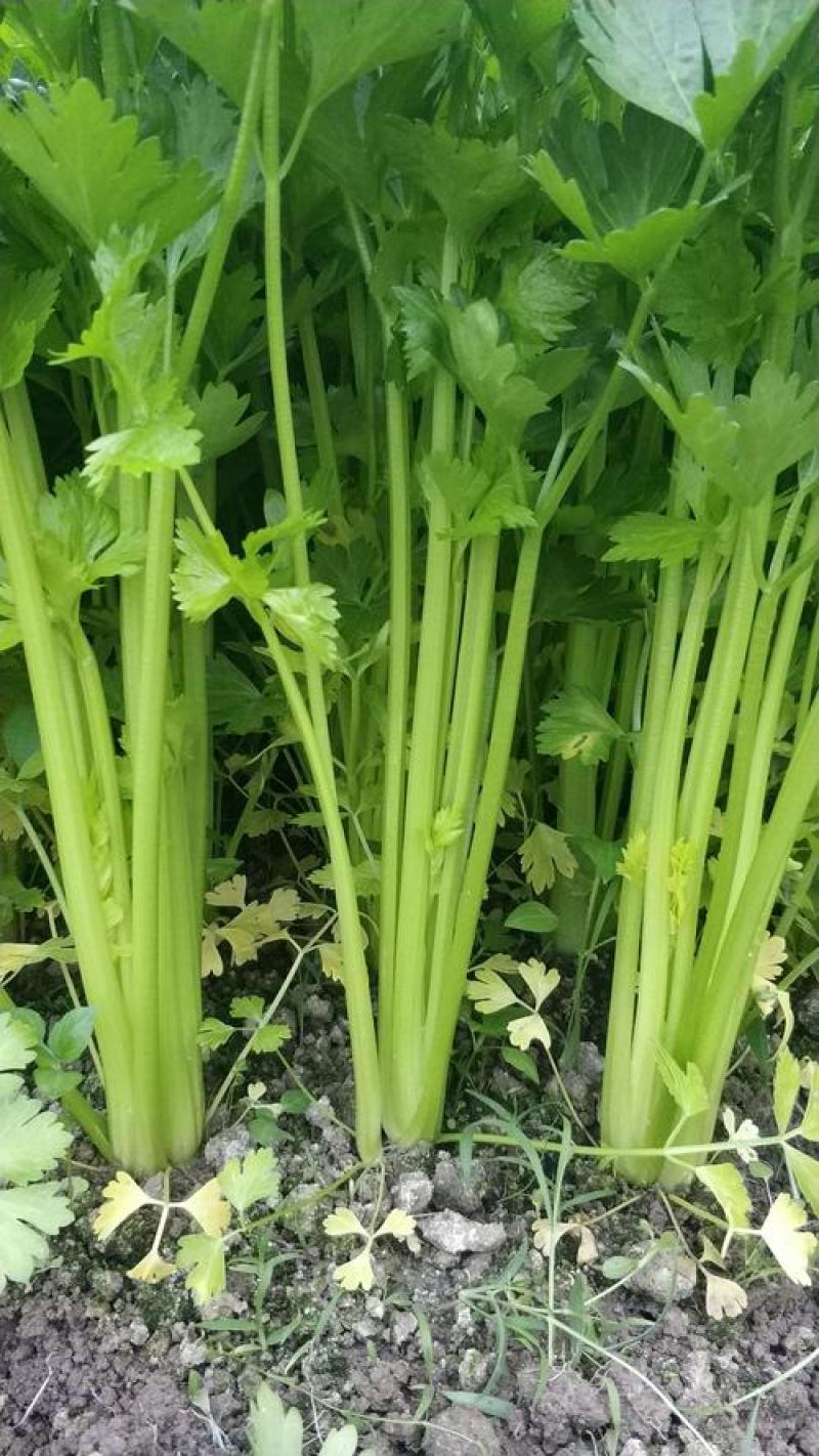 优质芹菜大菜小菜精品菜，保质保量