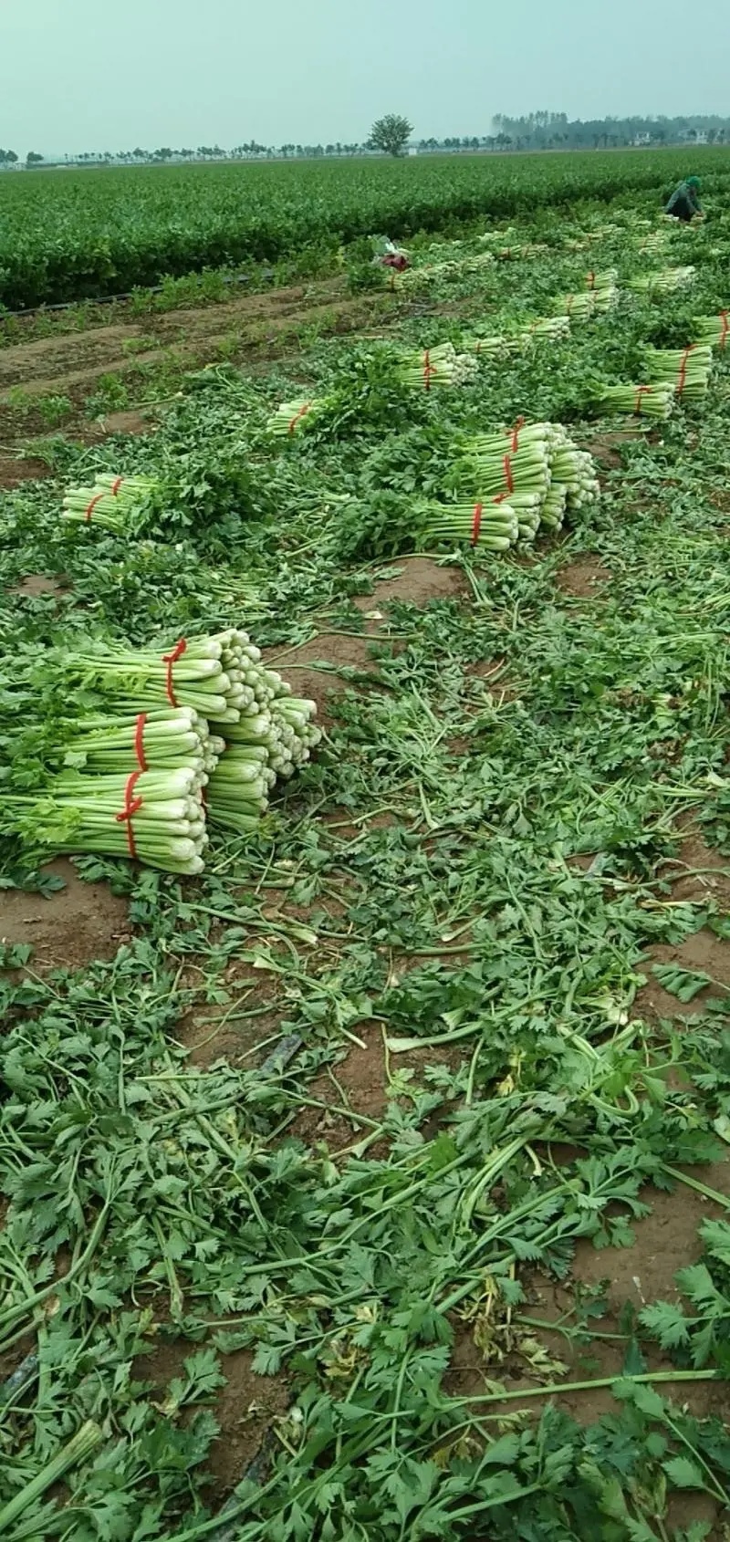优质芹菜大菜小菜精品菜，保质保量