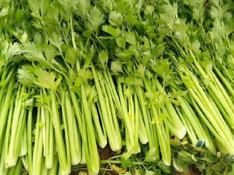 优质芹菜大菜小菜精品菜，保质保量