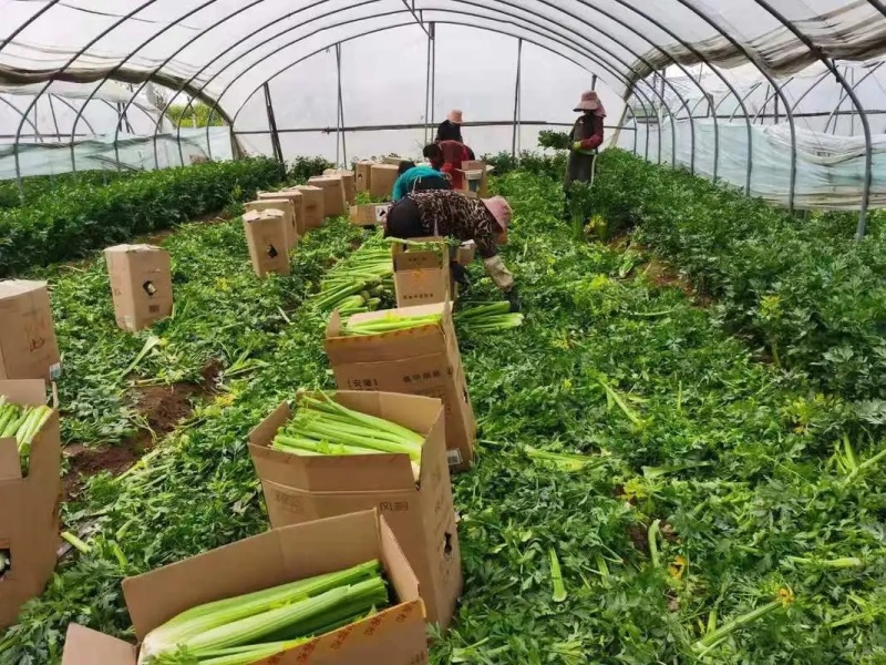 优质芹菜大菜小菜精品菜，保质保量