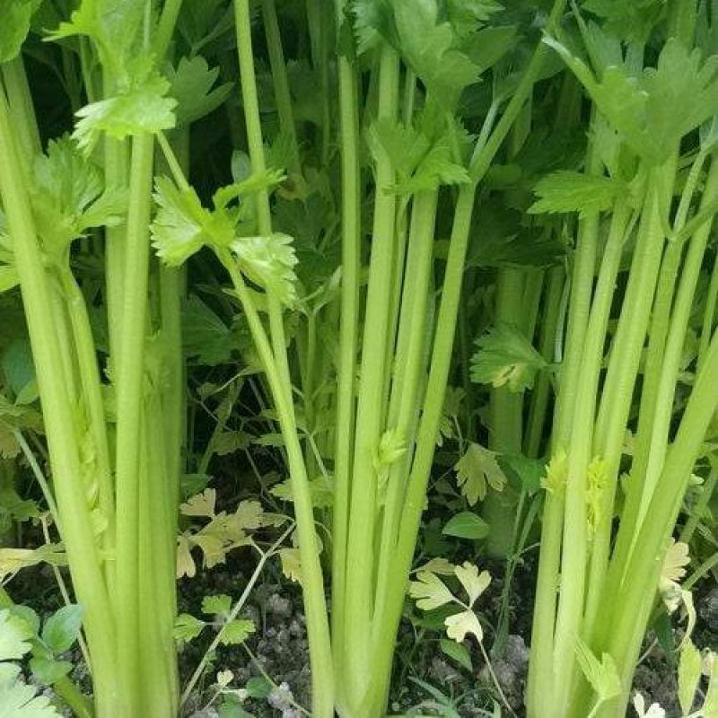 优质芹菜大菜小菜精品菜，保质保量
