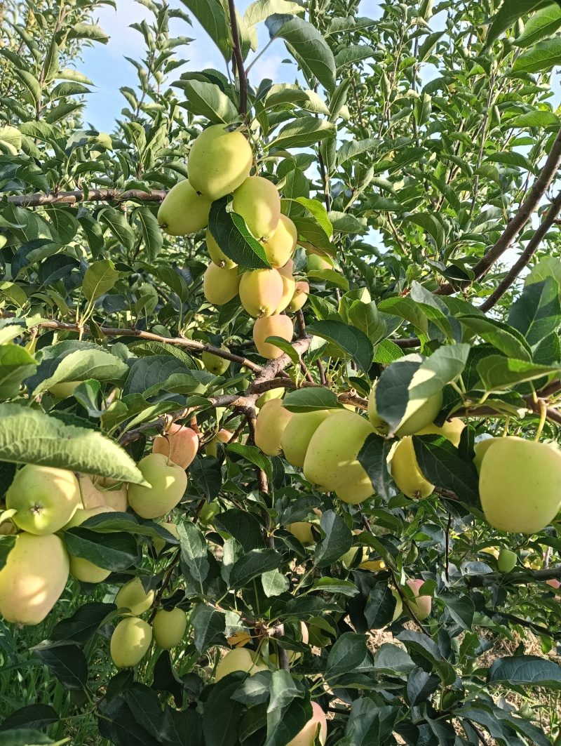 鸡心果