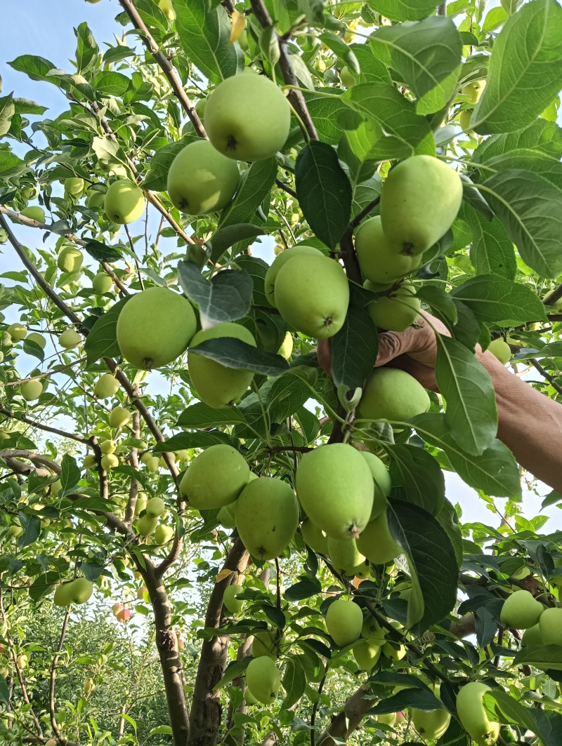 鸡心果