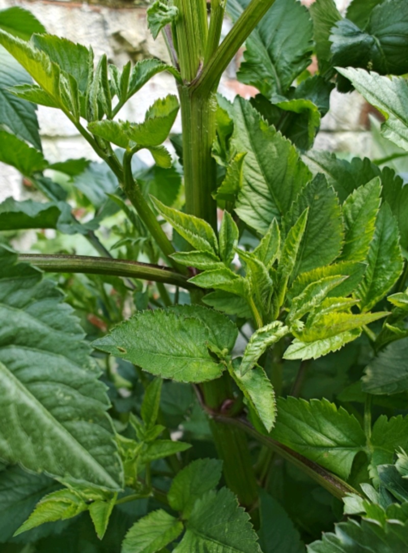 野生鬼针草/鲜货大约2吨鲜货卖完为止/欢迎来电咨询合作