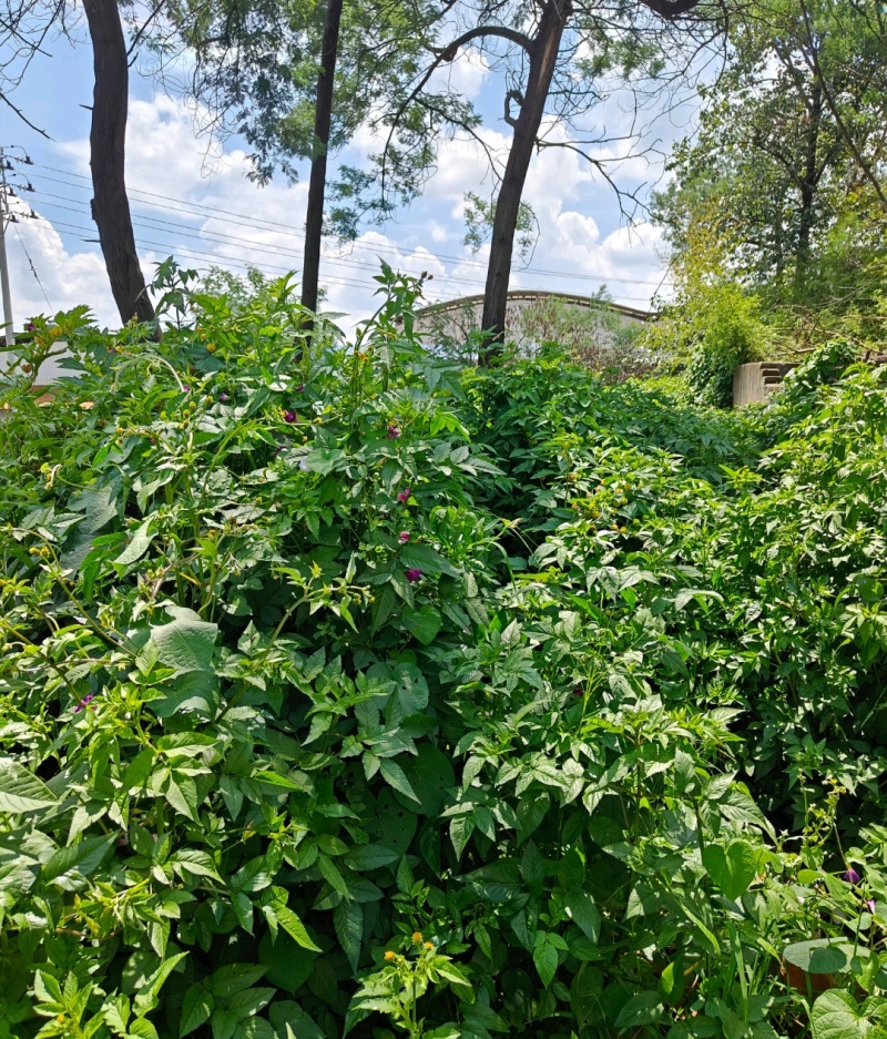 野生鬼针草/鲜货大约2吨鲜货卖完为止/欢迎来电咨询合作