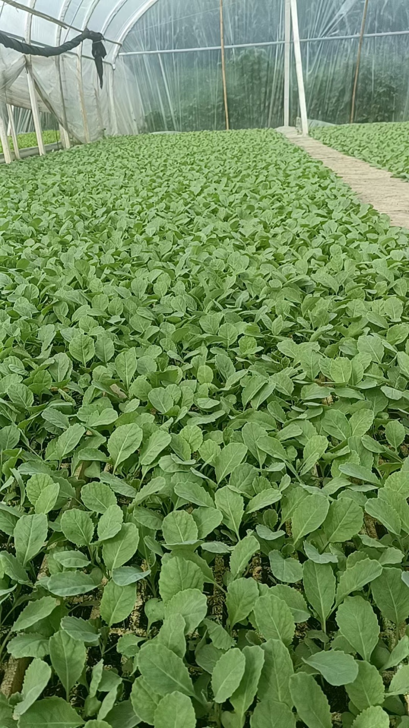京白菜苗苗好无病害
