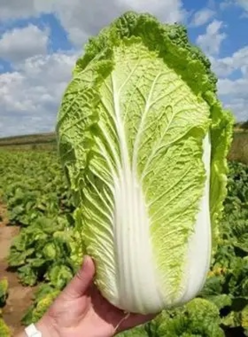 精品娃娃菜.大菜.小菜.精品菜