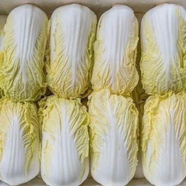 精品娃娃菜.大菜.小菜.精品菜