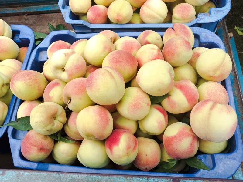 北京十四号鲜桃