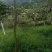 【精品八月瓜】秀山产地新鲜供应，一手货源，价格可谈