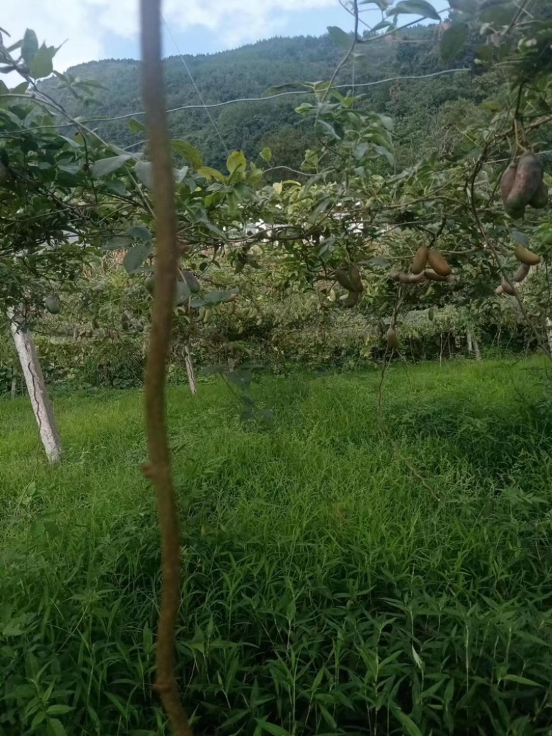 【精品八月瓜】秀山产地新鲜供应，一手货源，价格可谈