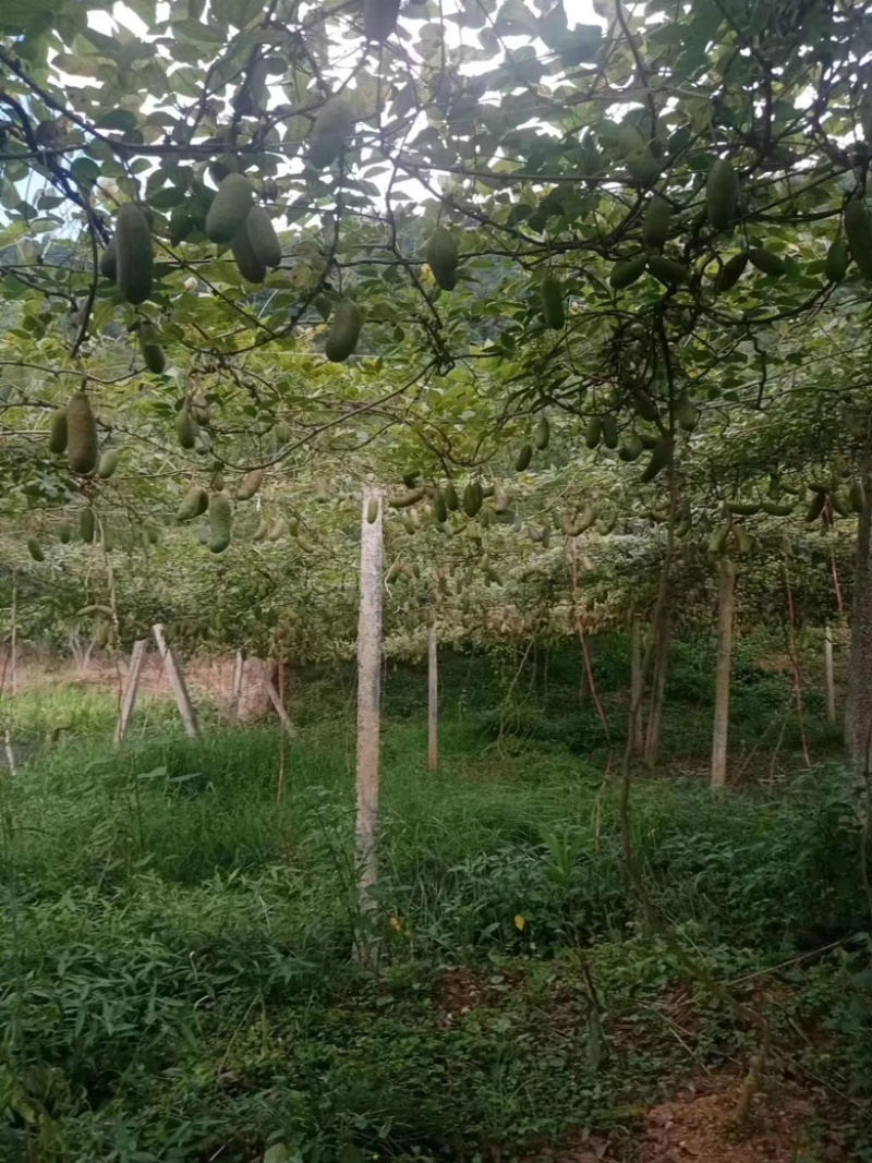 【精品八月瓜】秀山产地新鲜供应，一手货源，价格可谈