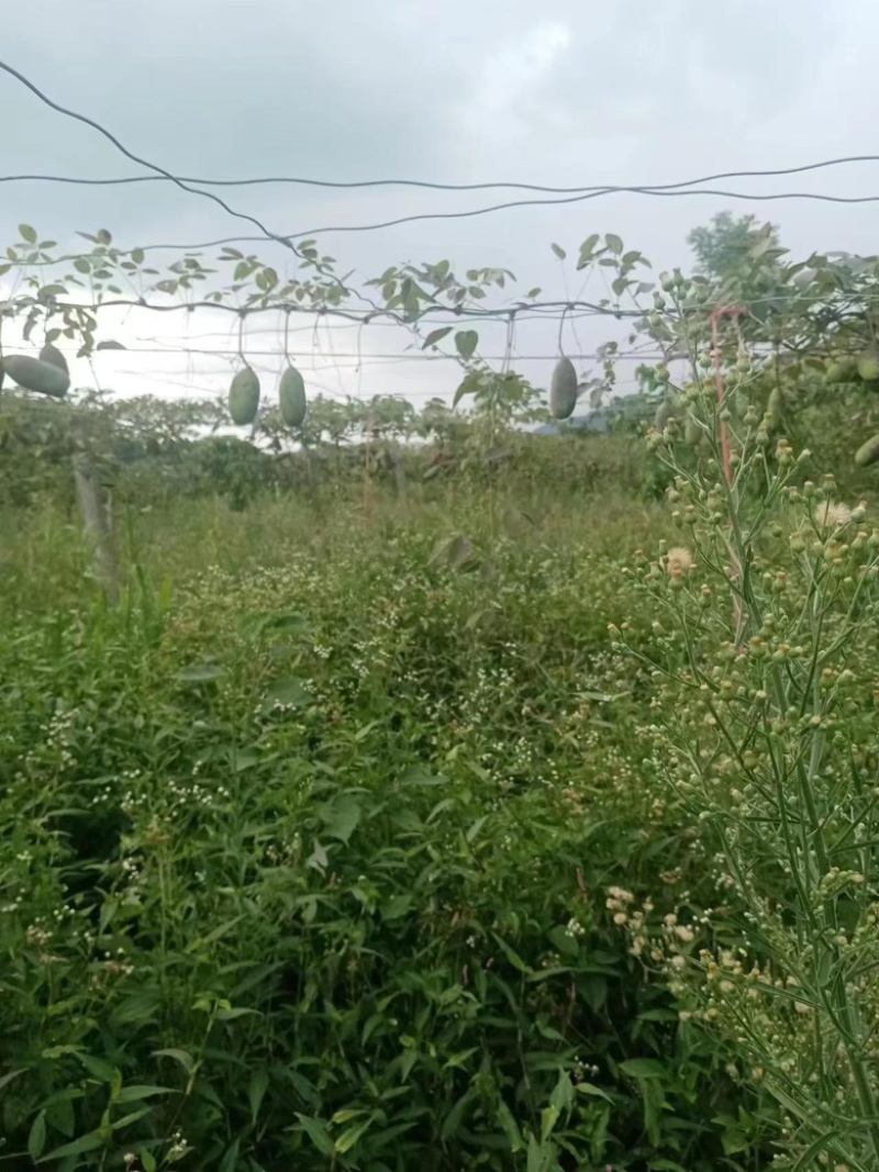 【精品八月瓜】秀山产地新鲜供应，一手货源，价格可谈