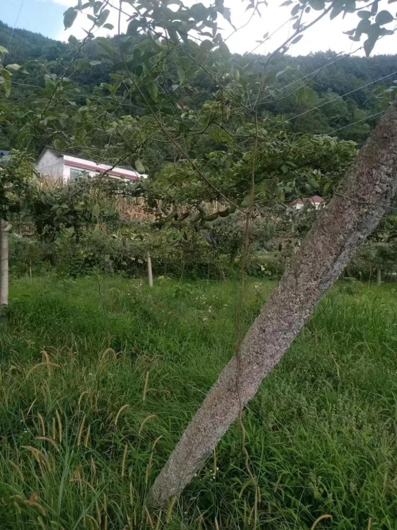 【秀山八月瓜】基地现货供应，价格优惠，保质保量欢迎来电