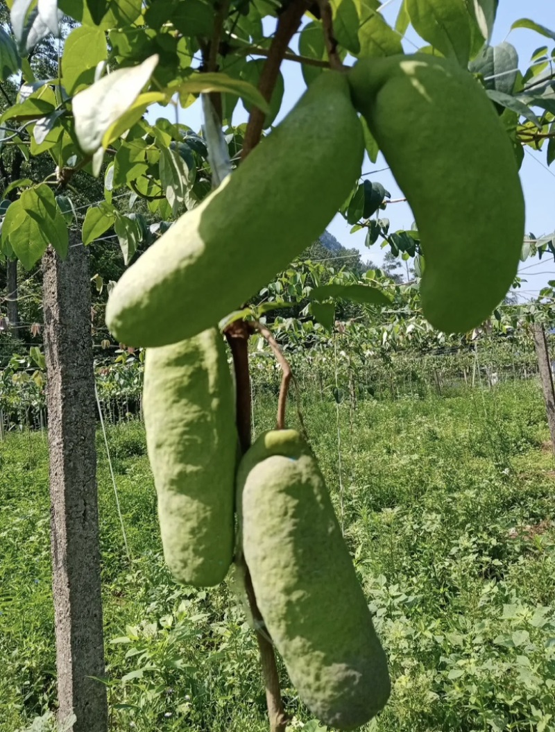 【秀山八月瓜】基地现货供应，价格优惠，保质保量欢迎来电