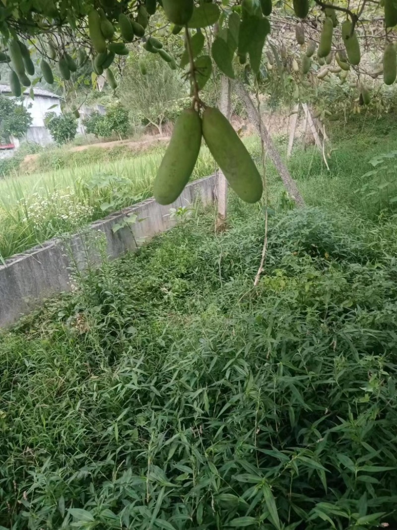 【秀山八月瓜】基地现货供应，价格优惠，保质保量欢迎来电