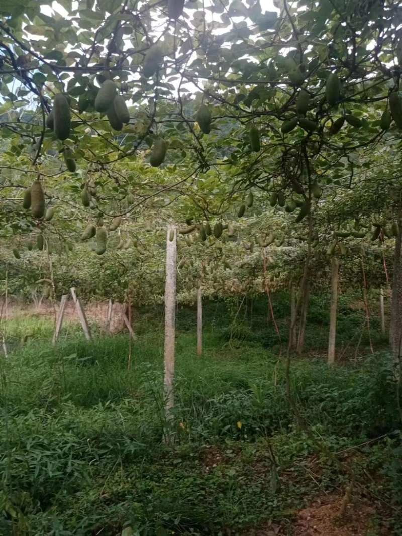 【秀山八月瓜】基地现货供应，价格优惠，保质保量欢迎来电