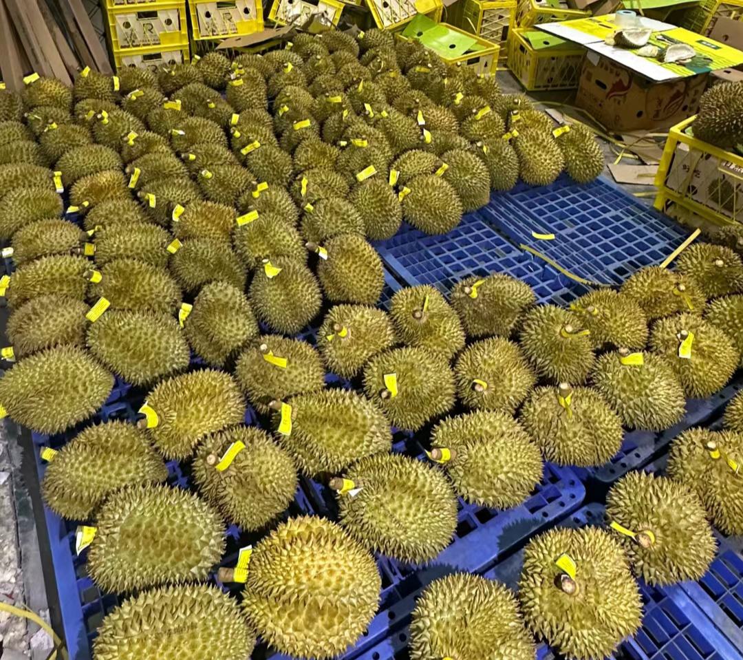 消费者在水果店用手按压金枕头榴莲挑选场景