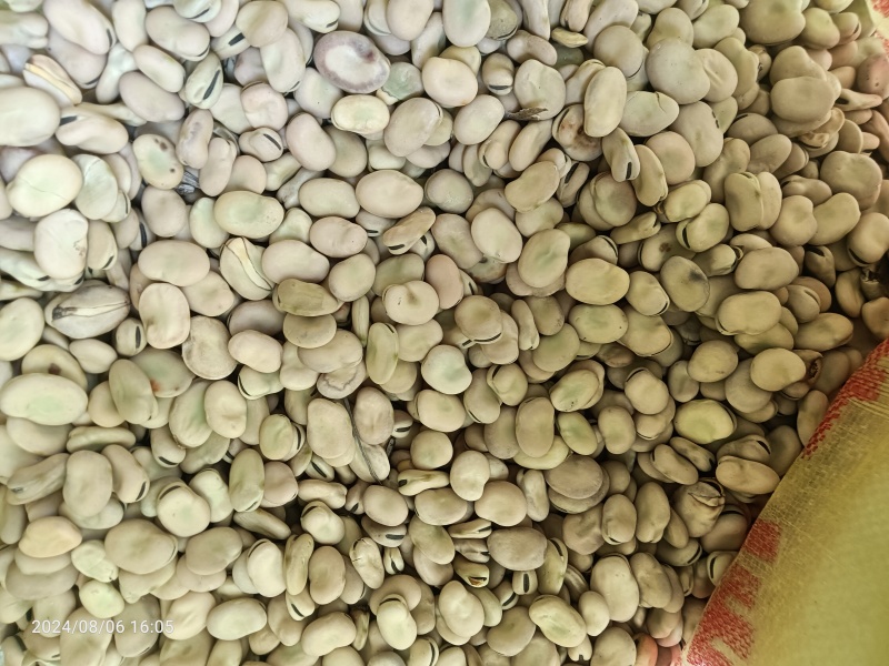 有蚕豆出售
