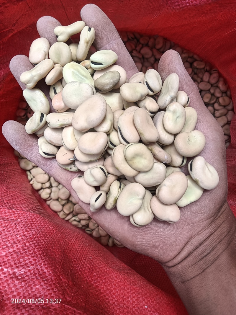 有蚕豆出售