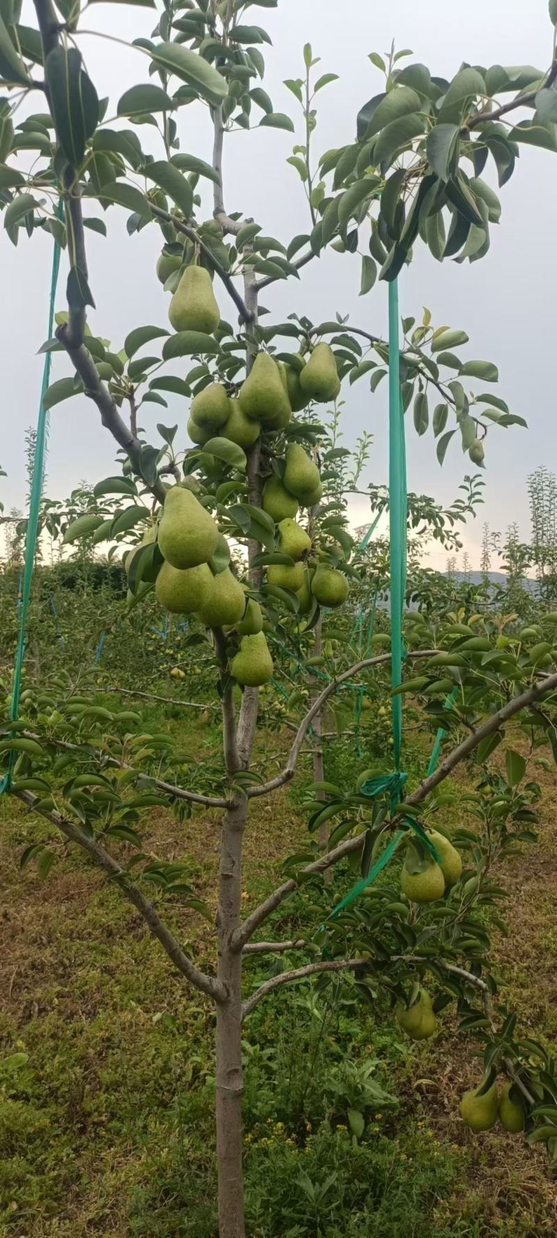 太婆梨