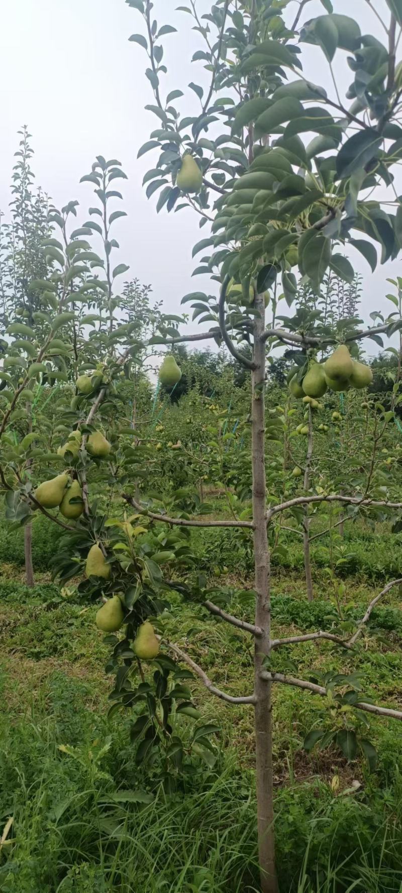 太婆梨