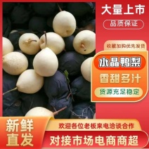 赵县水晶鸭梨型号全四季有货产地大量供应