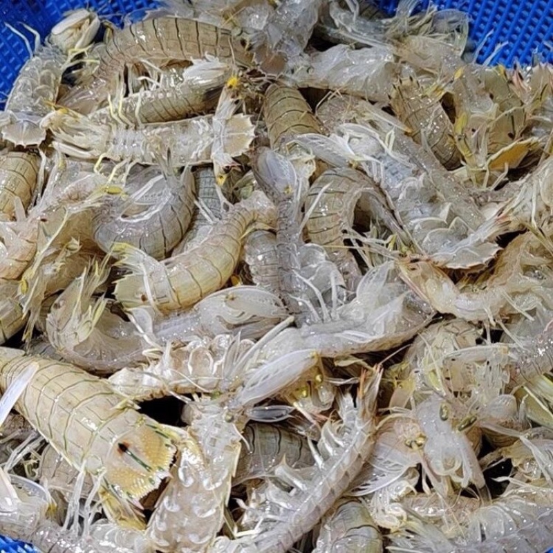 皮皮虾熟冻皮皮虾，欢迎咨询下单