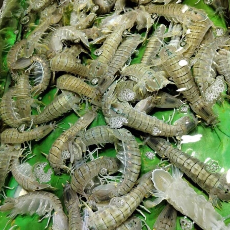 皮皮虾熟冻皮皮虾，欢迎咨询下单