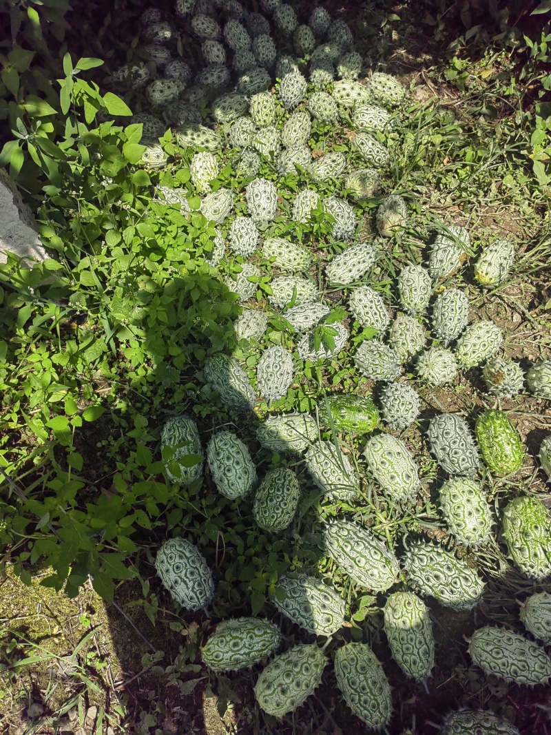 火参果