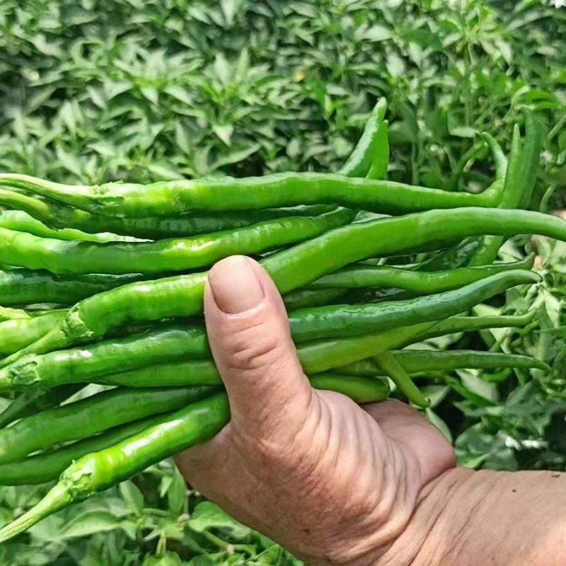 线椒L3大量上市，有需要的联系