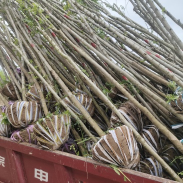 基地直销3——6公分精品白榆
