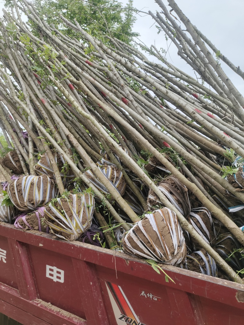 基地直销3——6公分精品白榆