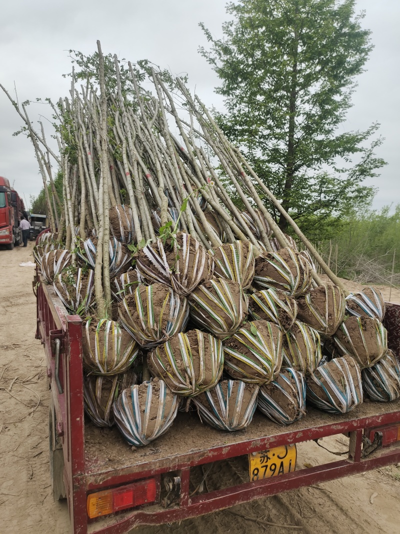 基地直销3——6公分精品白榆