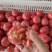 大红西红柿大量上市质量保证量大从优