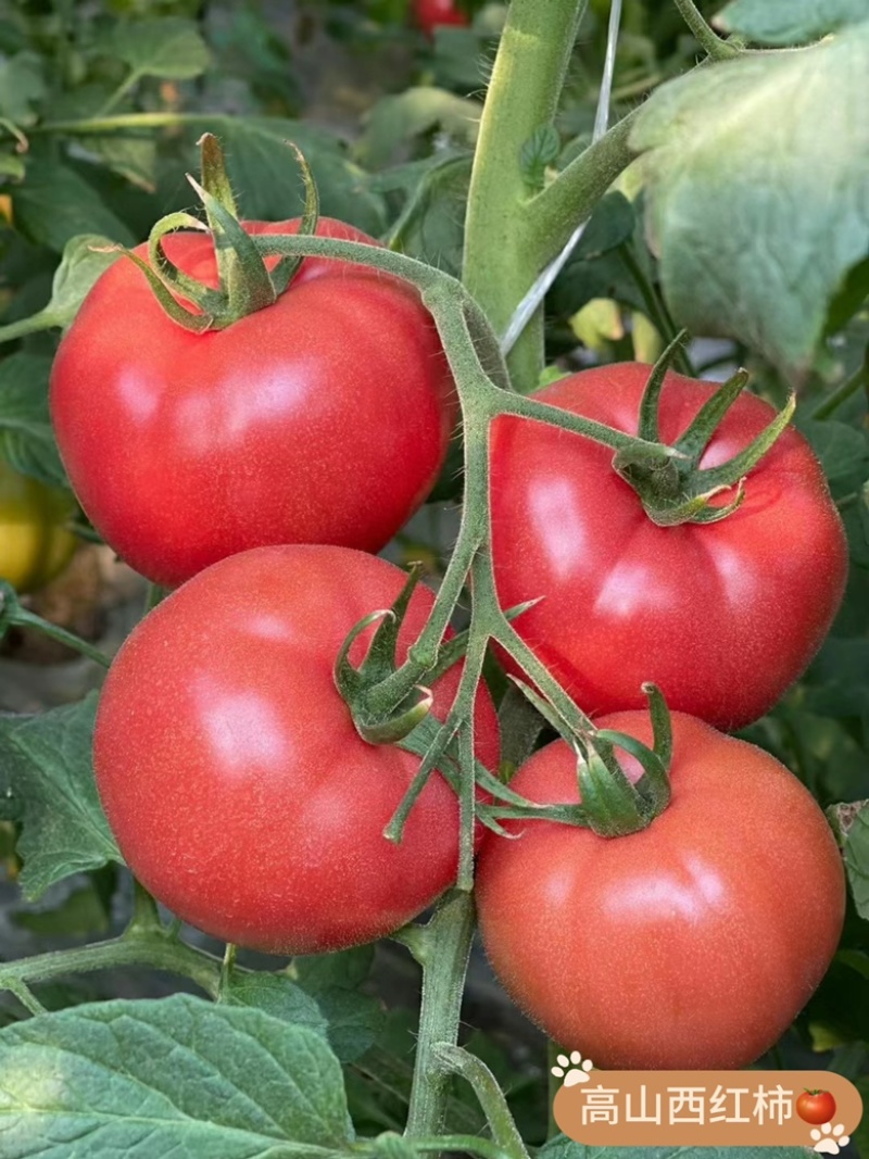 高山西红柿🍅，产地一手货源，品种齐全，品质保证