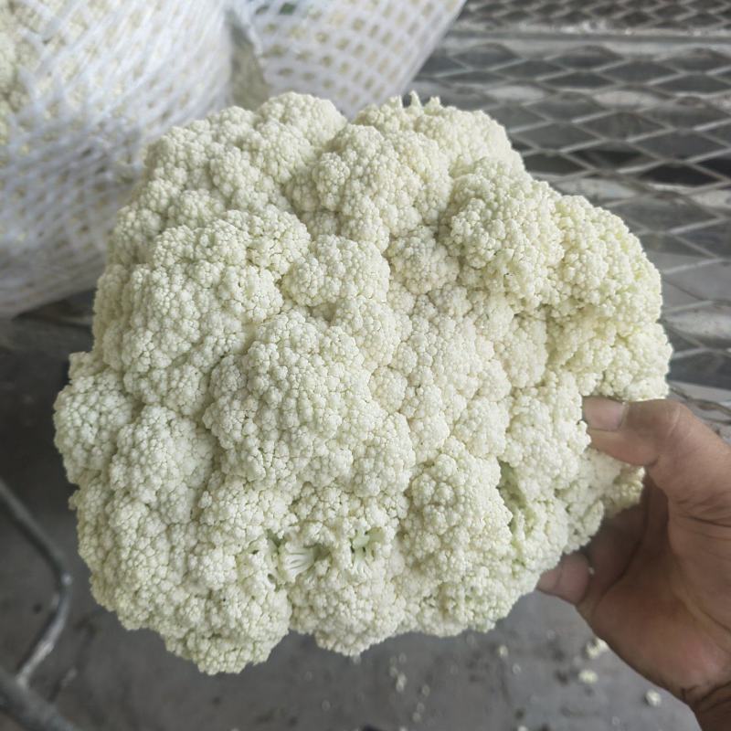 河南焦作博爱县有机花菜大量现货小米粒面白根平代发全国