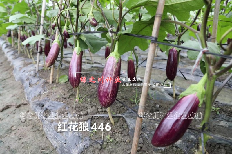 高品质花茄种子龙盛红花狼446竹丝茄种子面包茄种子春秋