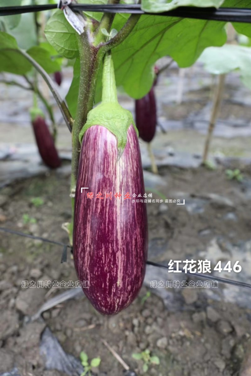 高品质花茄种子龙盛红花狼446竹丝茄种子面包茄种子春秋