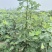 波姬红无花果苗规格0.8-2公分当年结果