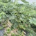 波姬红无花果苗规格0.8-2公分当年结果